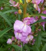 Impatiens Oppositifolia